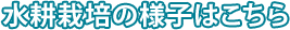 水耕栽培の様子はこちら
